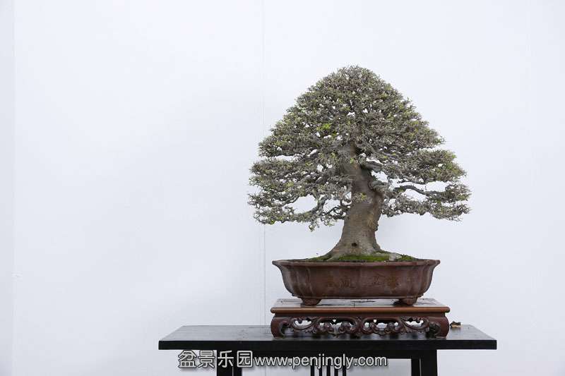 HR_088Bonsai.JPG