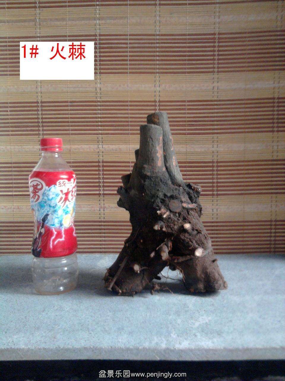 Ƭ1473.jpg
