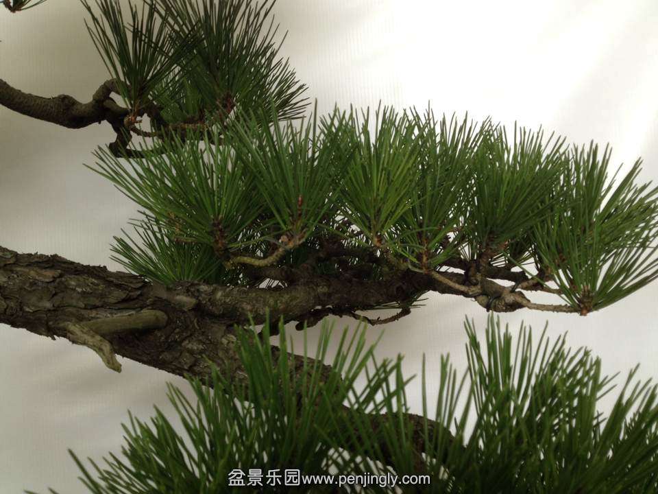 D8AE939850F6D8FCC0C1945BB159AA56.png
