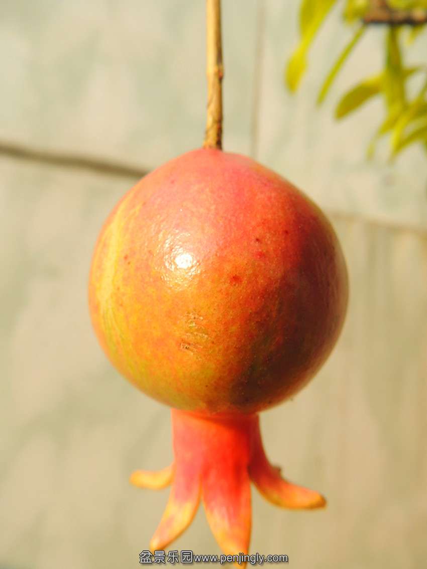 DSCN6046_ת_.jpg