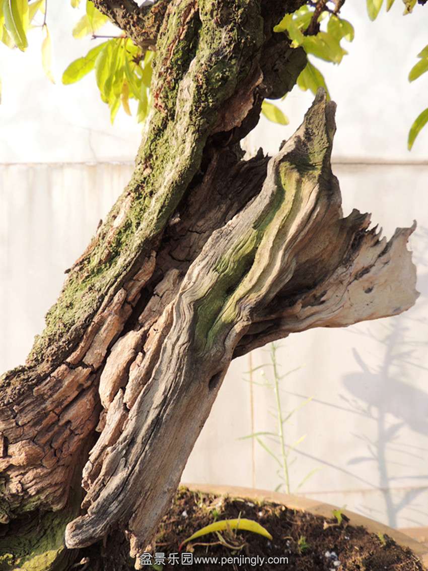 DSCN6051_ת_.jpg