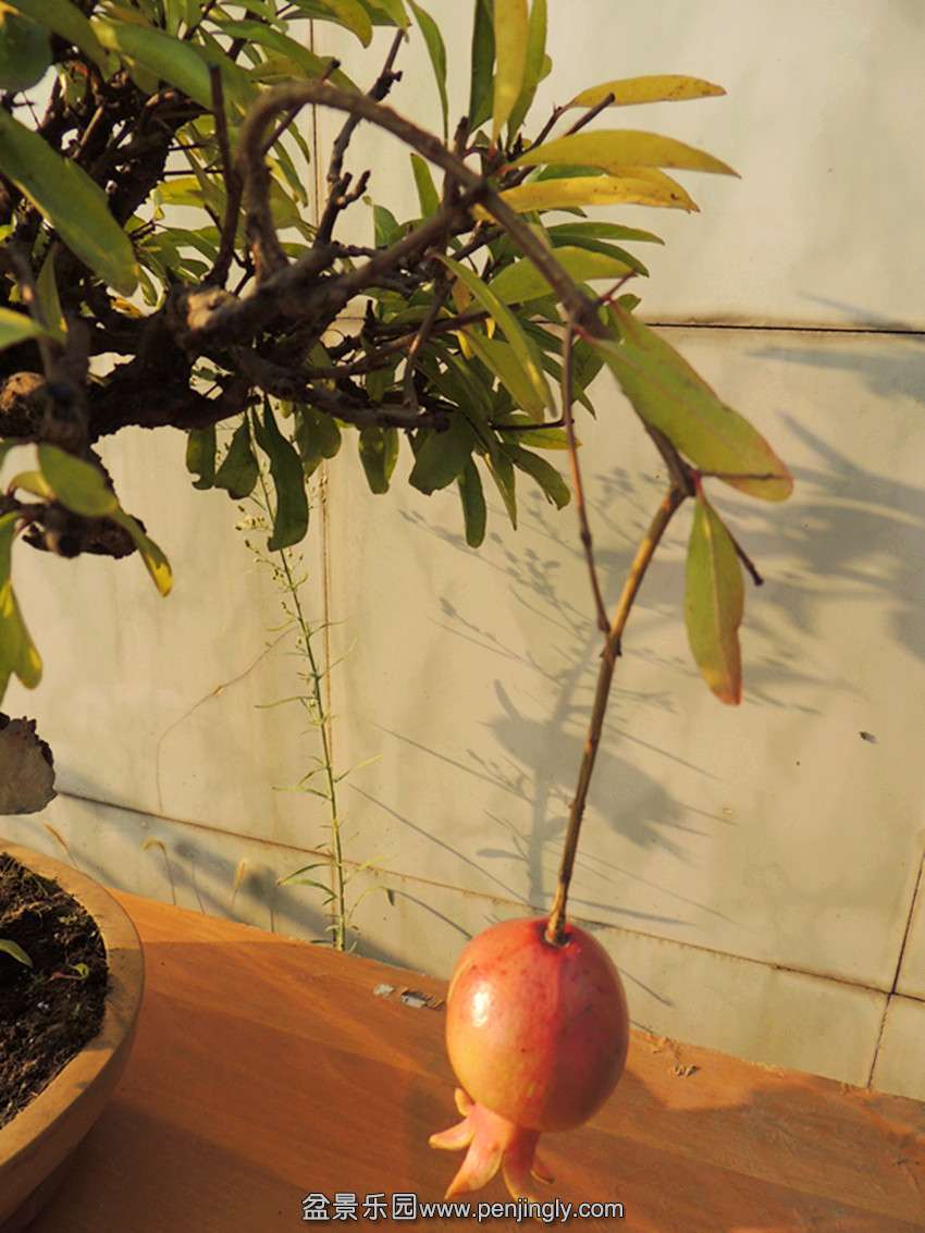 DSCN6061_ת_.jpg