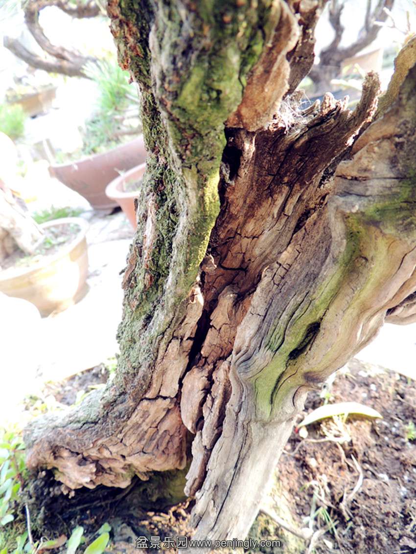 DSCN6064_ת_.jpg