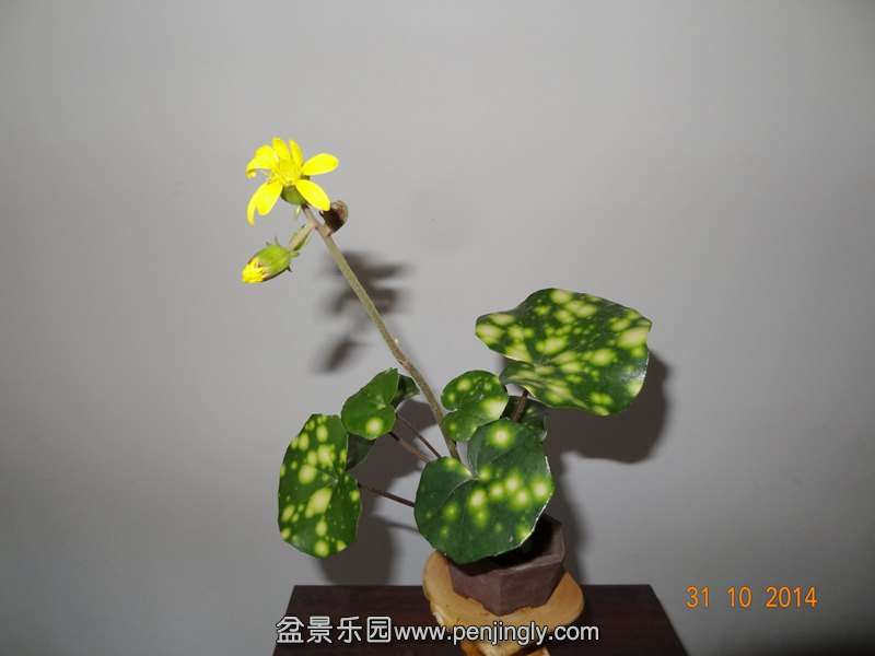 DSC02054.JPG