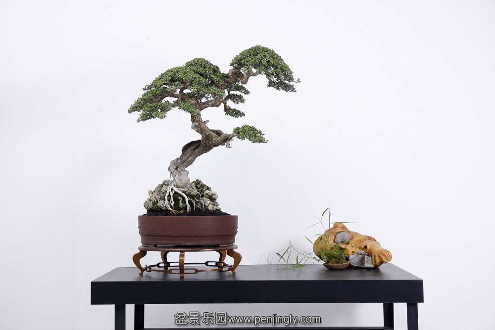 HR_090Bonsai.JPG