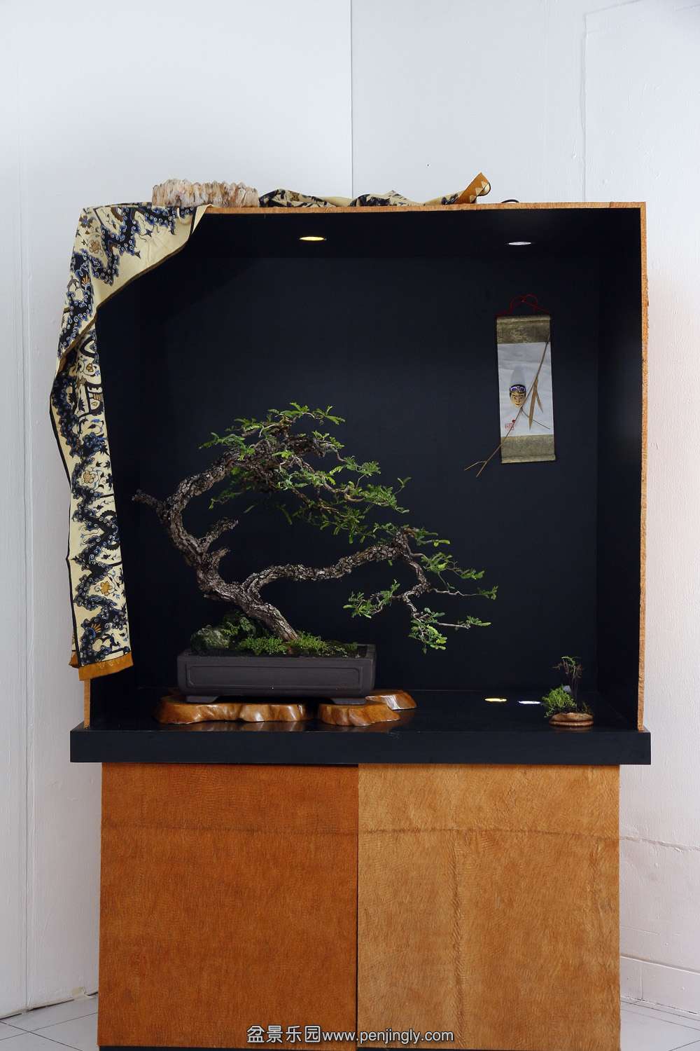 HR_091Bonsai.JPG