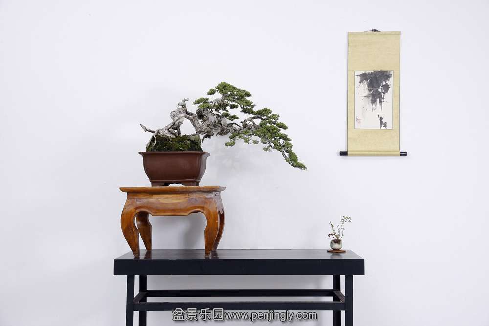 HR_092Bonsai.JPG