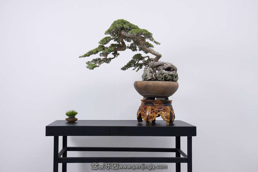 HR_094Bonsai.JPG