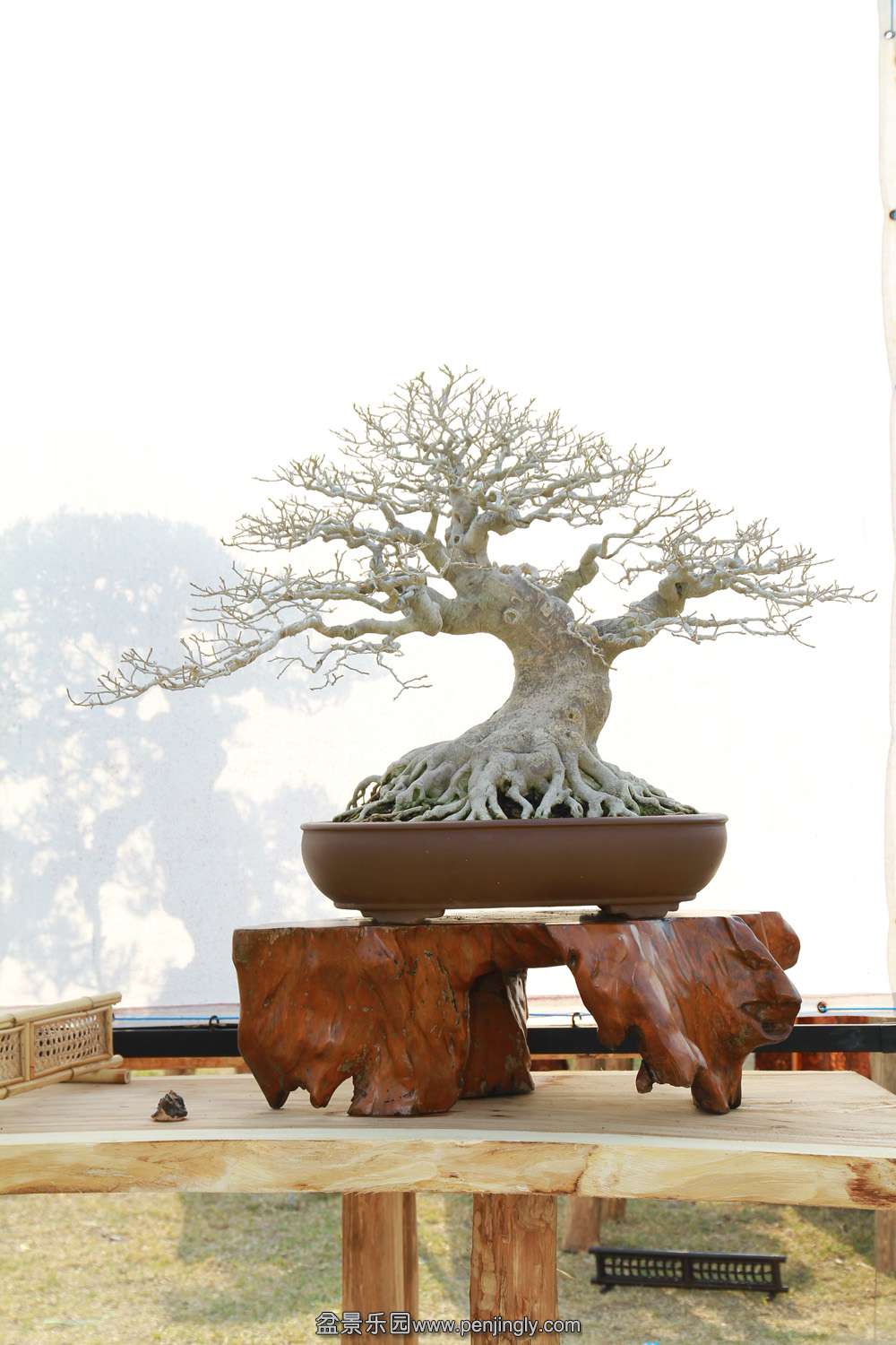 HR_095Bonsai.JPG