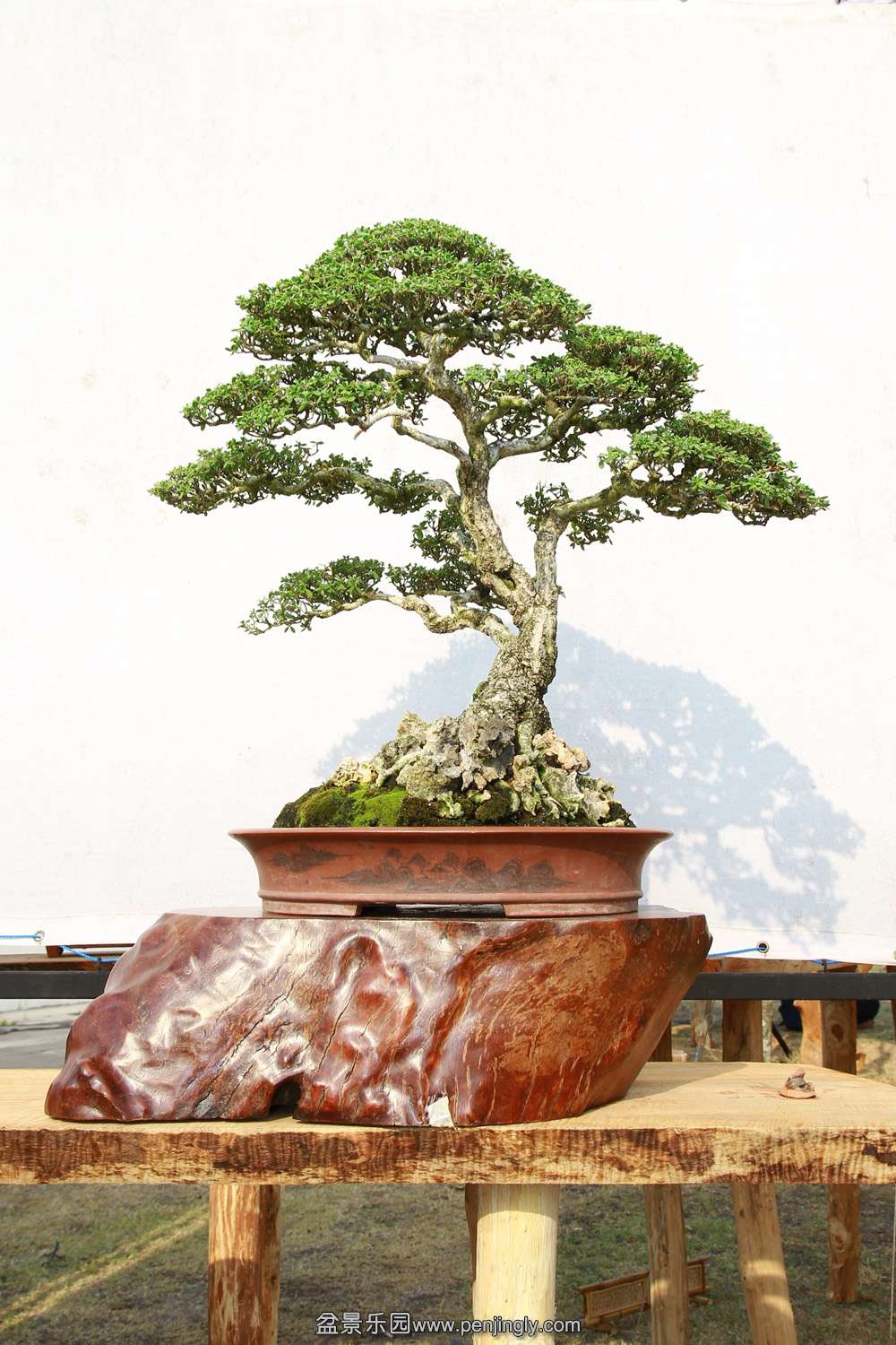 HR_097Bonsai.JPG