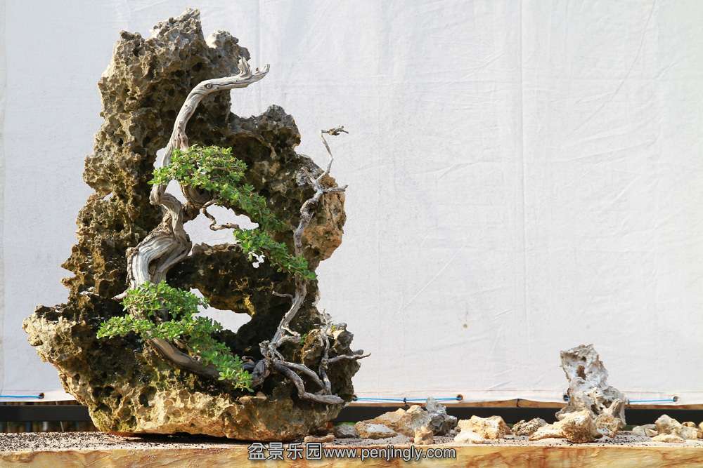 HR_098Bonsai.JPG