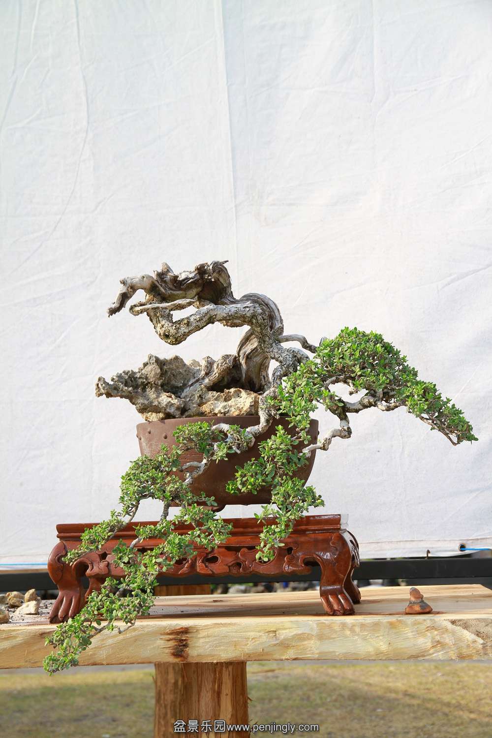 HR_099Bonsai.JPG