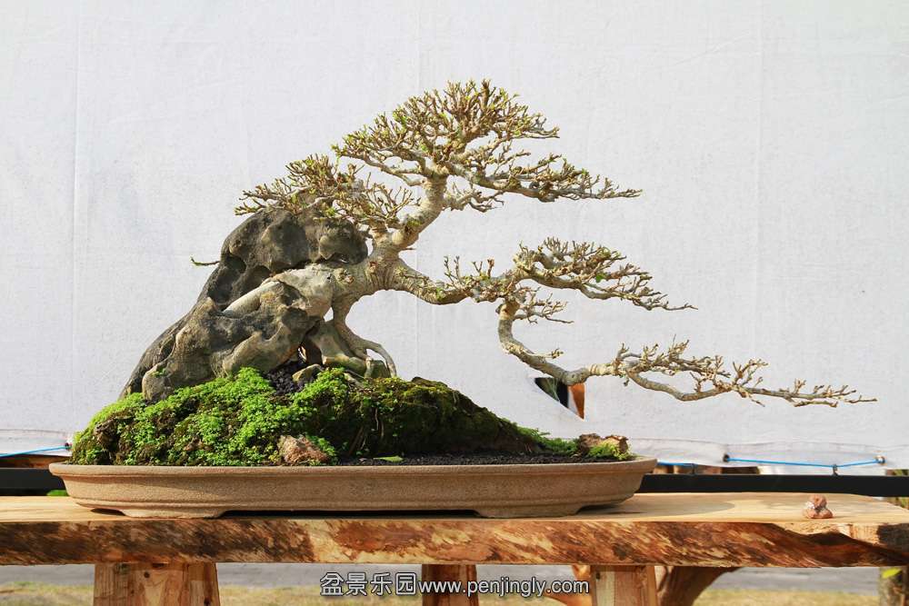 HR_100Bonsai.JPG