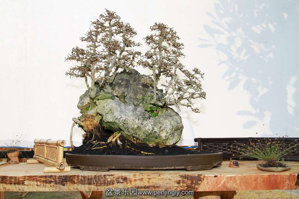 HR_102Bonsai.JPG