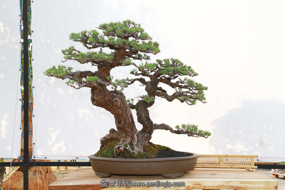 HR_103Bonsai.JPG