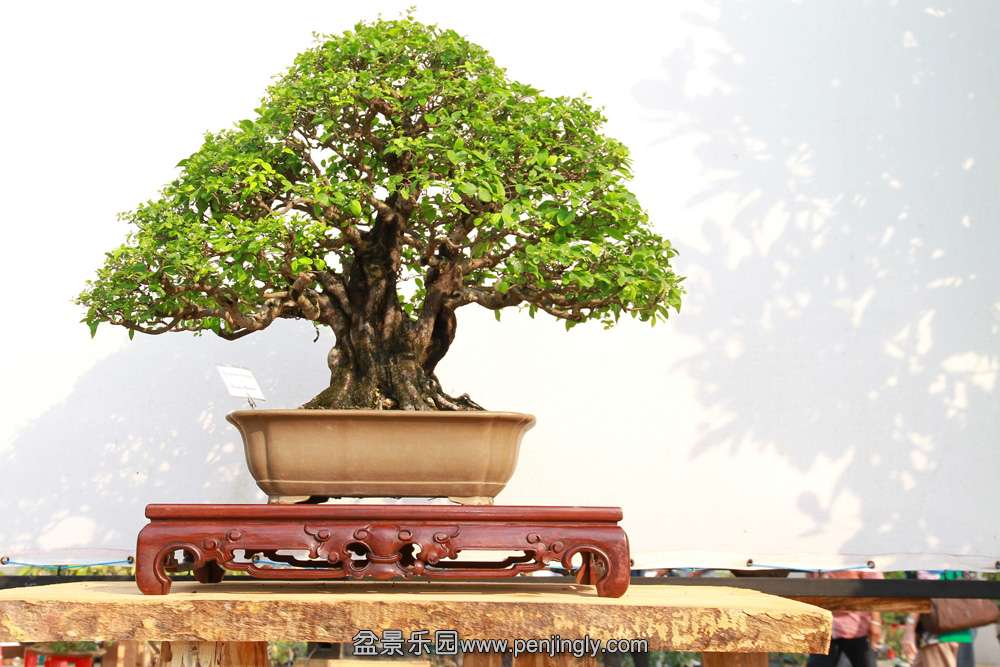 HR_104Bonsai.JPG