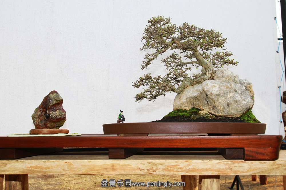 HR_106Bonsai.JPG