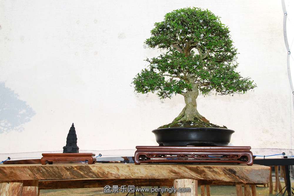 HR_107Bonsai.JPG