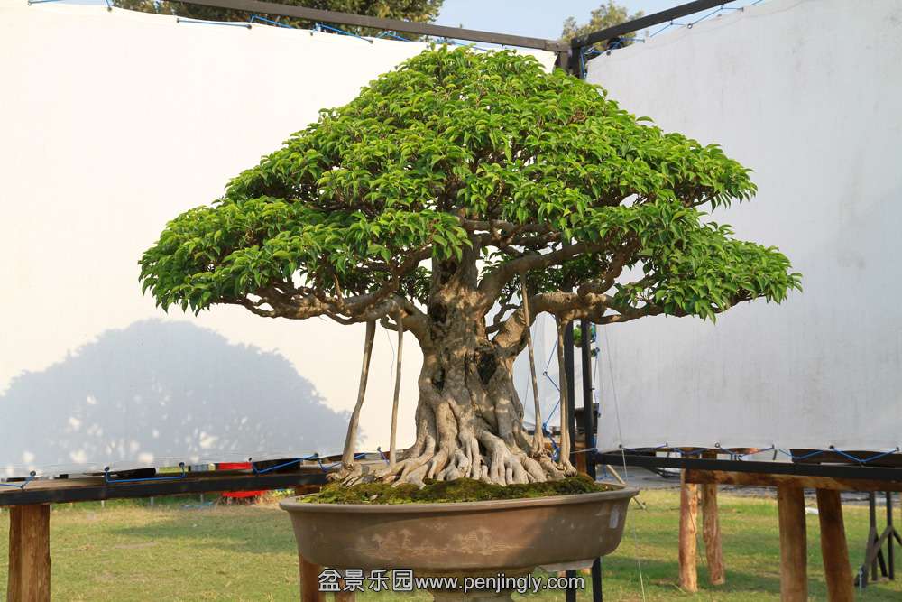 HR_111Bonsai.JPG