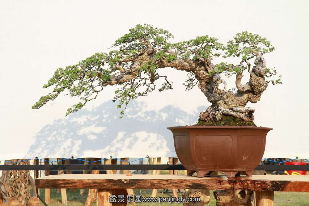 HR_112Bonsai.JPG