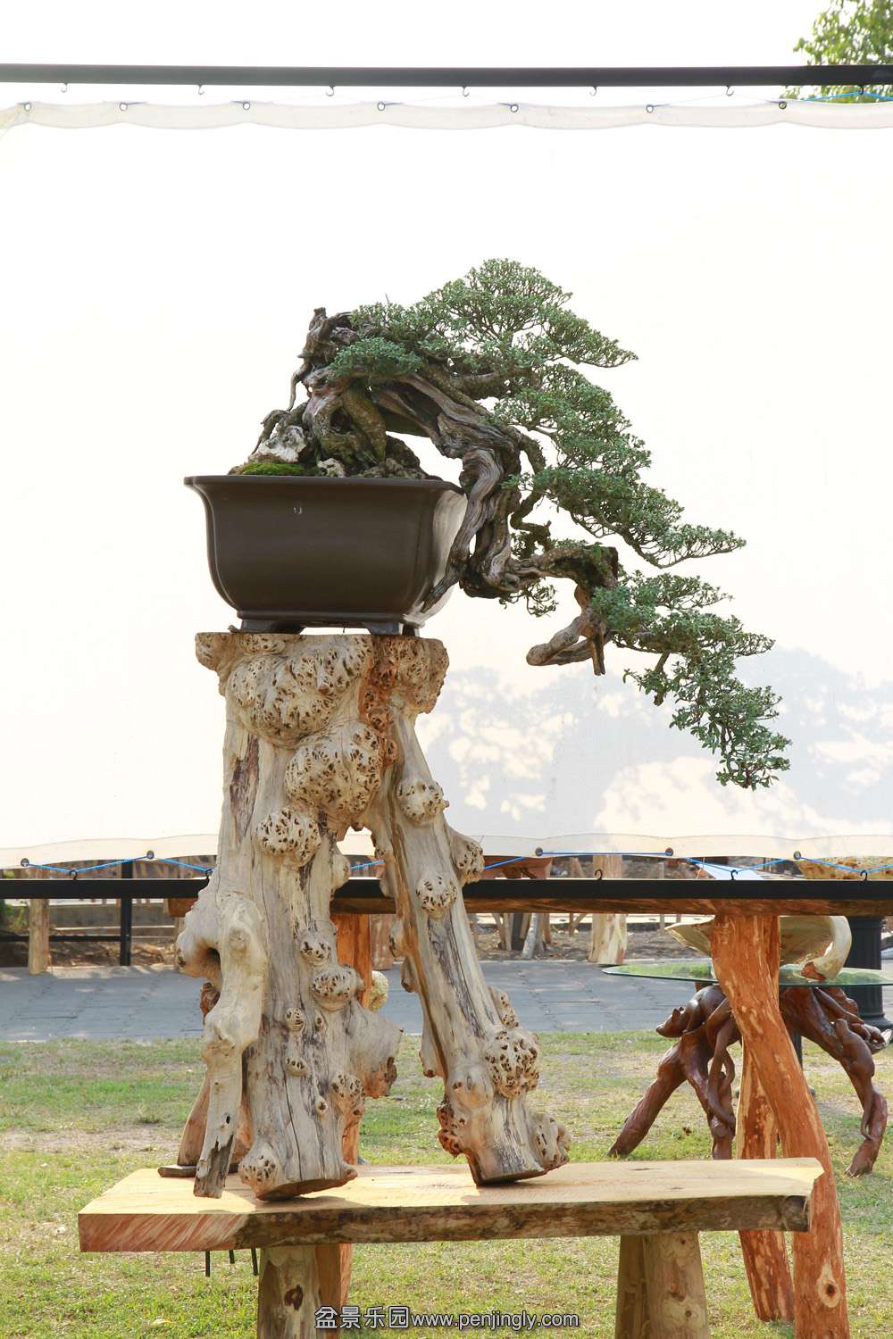 HR_114Bonsai.JPG