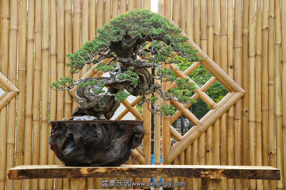 HR_117Bonsai.JPG