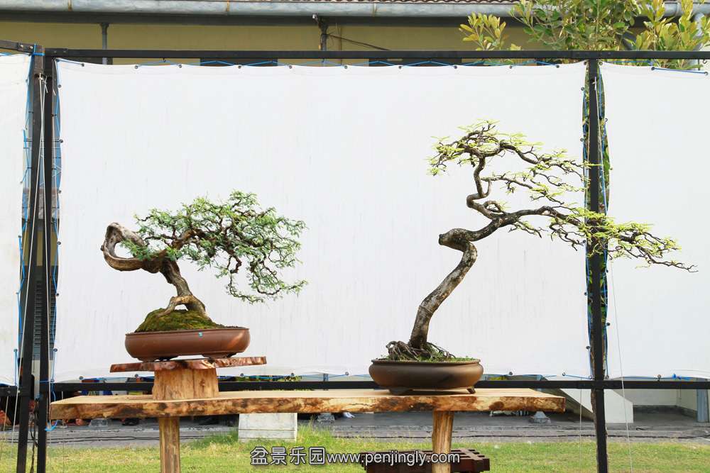 HR_119Bonsai.JPG