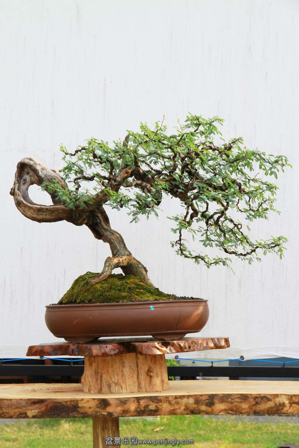 HR_120Bonsai.JPG