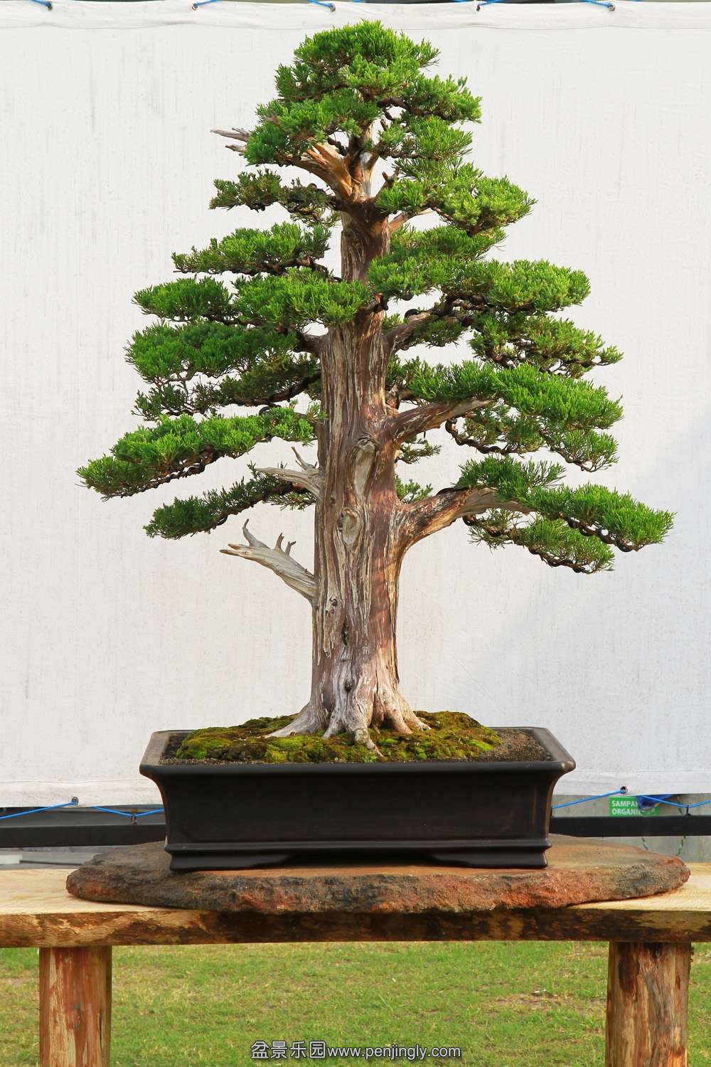 HR_121Bonsai.JPG
