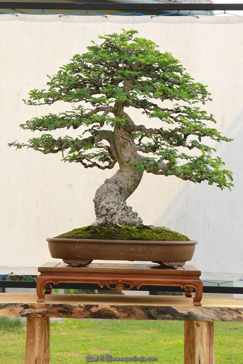 HR_122Bonsai.JPG