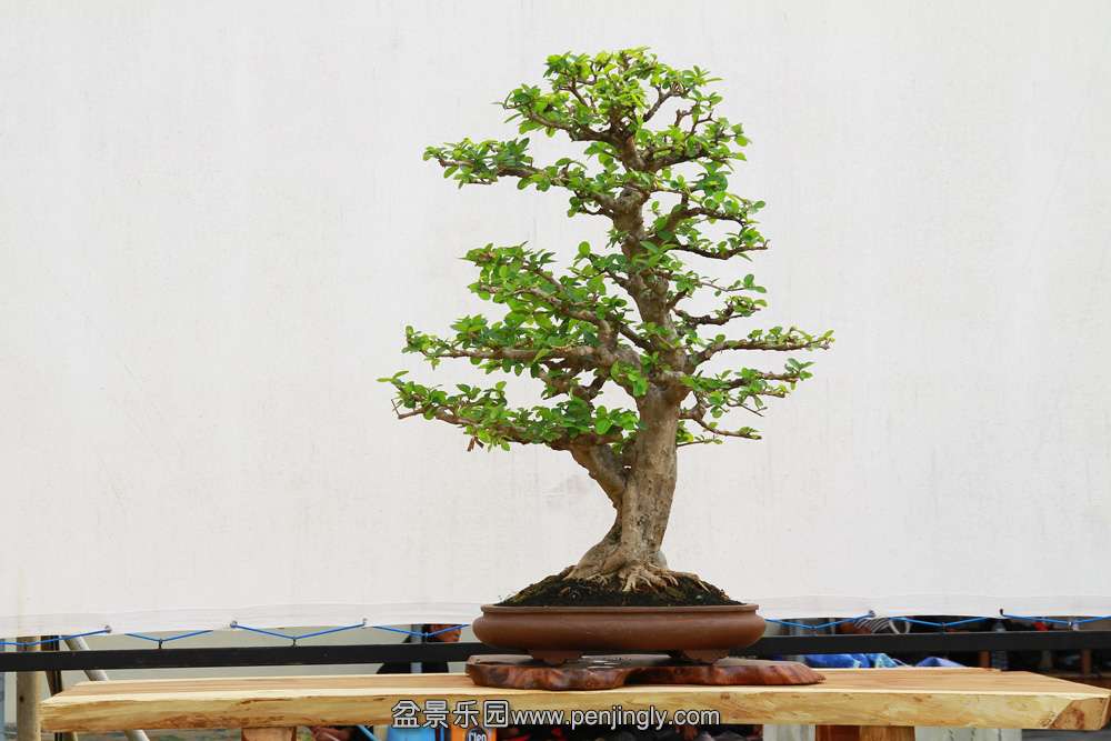HR_123Bonsai.JPG