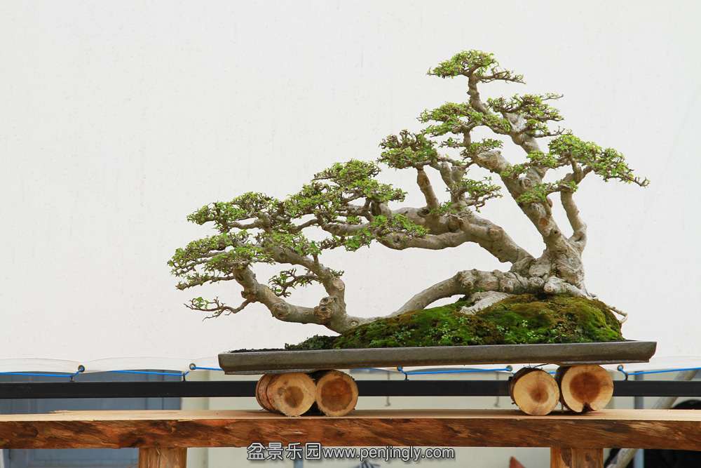 HR_124Bonsai.JPG