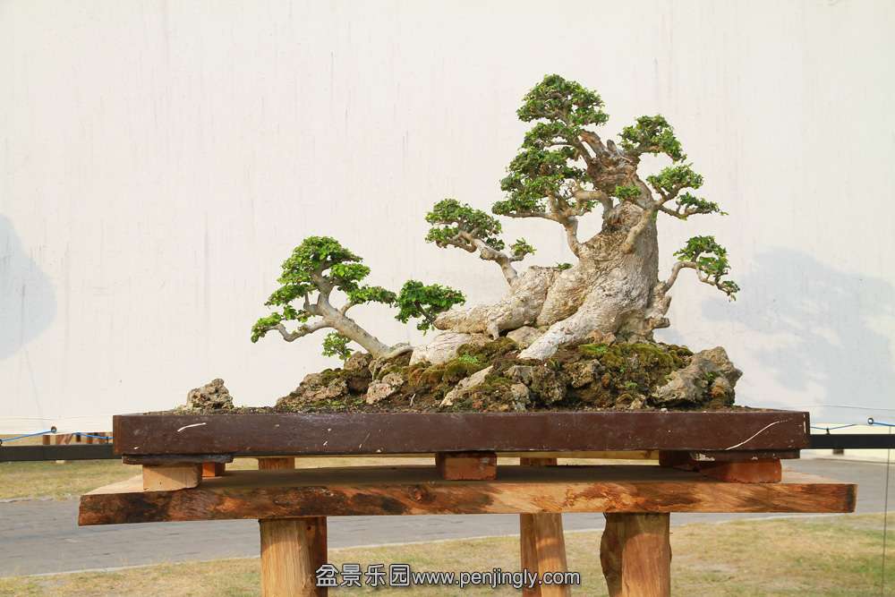 HR_125Bonsai.JPG