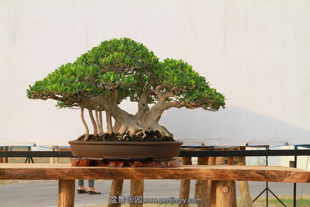 HR_126Bonsai.JPG