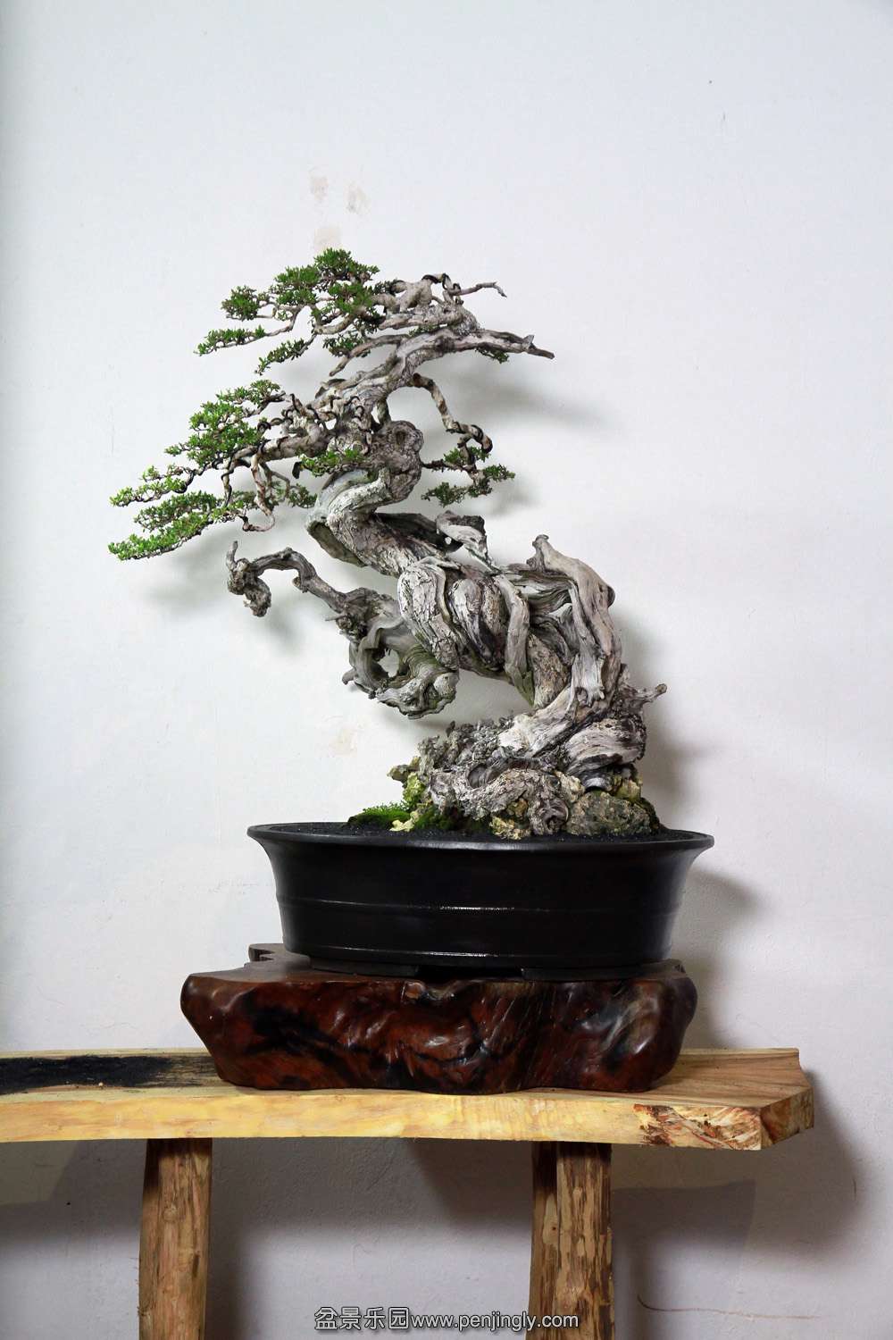 HR_127Bonsai.JPG