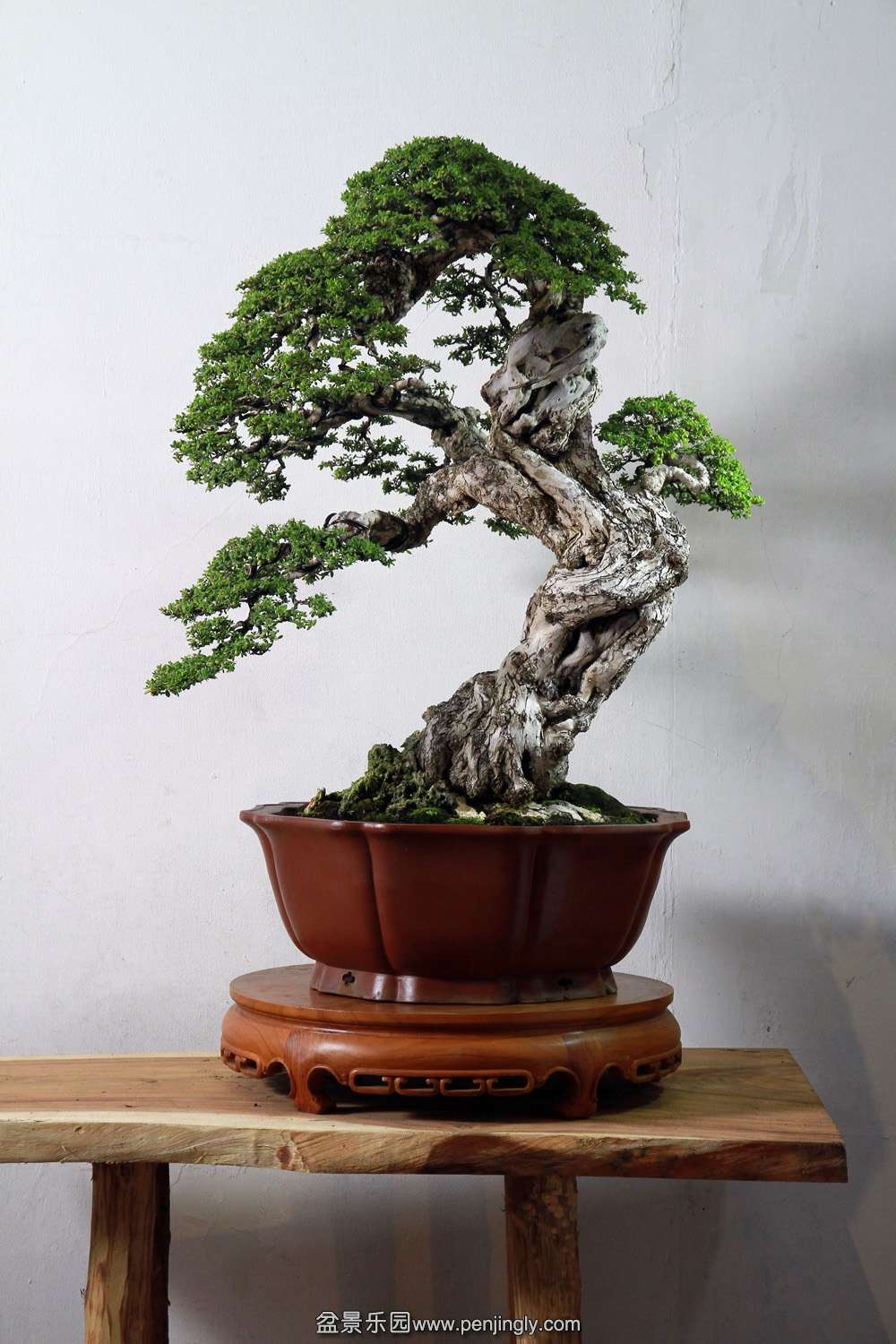 HR_128Bonsai.JPG
