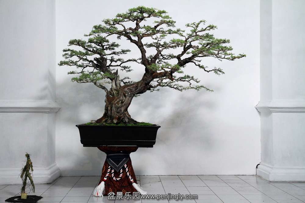 HR_129Bonsai.JPG