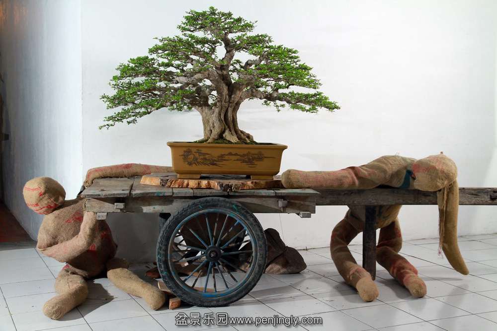HR_130Bonsai.JPG