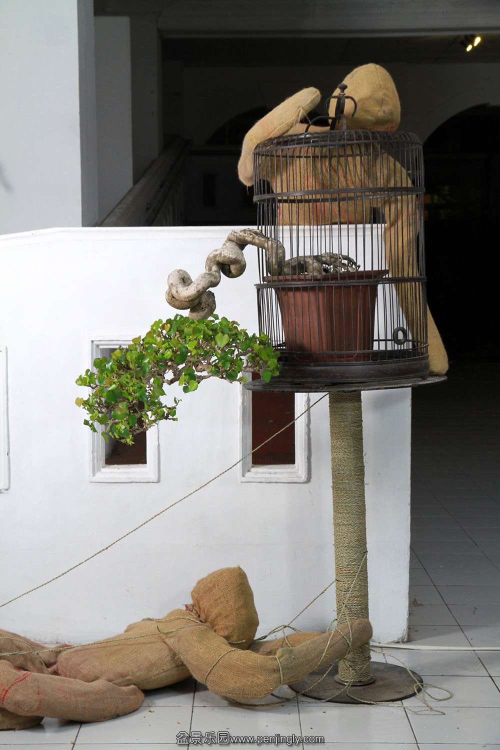 HR_134Bonsai.JPG