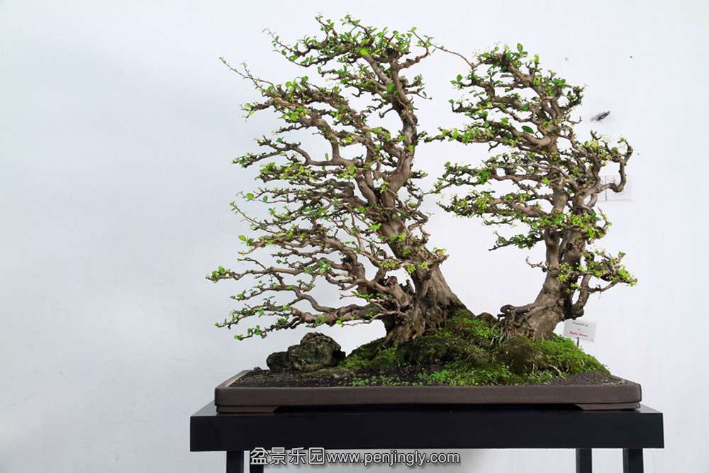 HR_136Bonsai.JPG