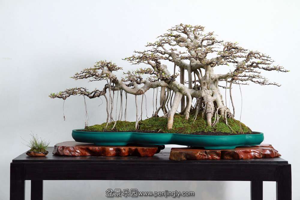 HR_138Bonsai.JPG