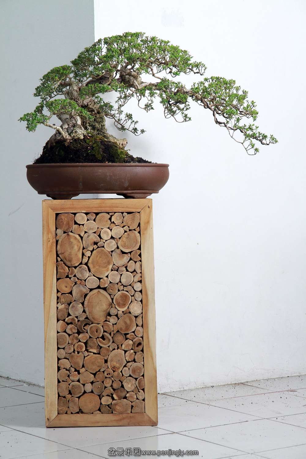 HR_139Bonsai.JPG