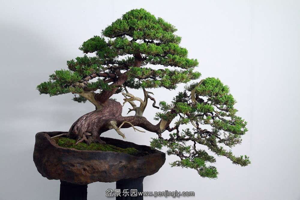 HR_140Bonsai.JPG