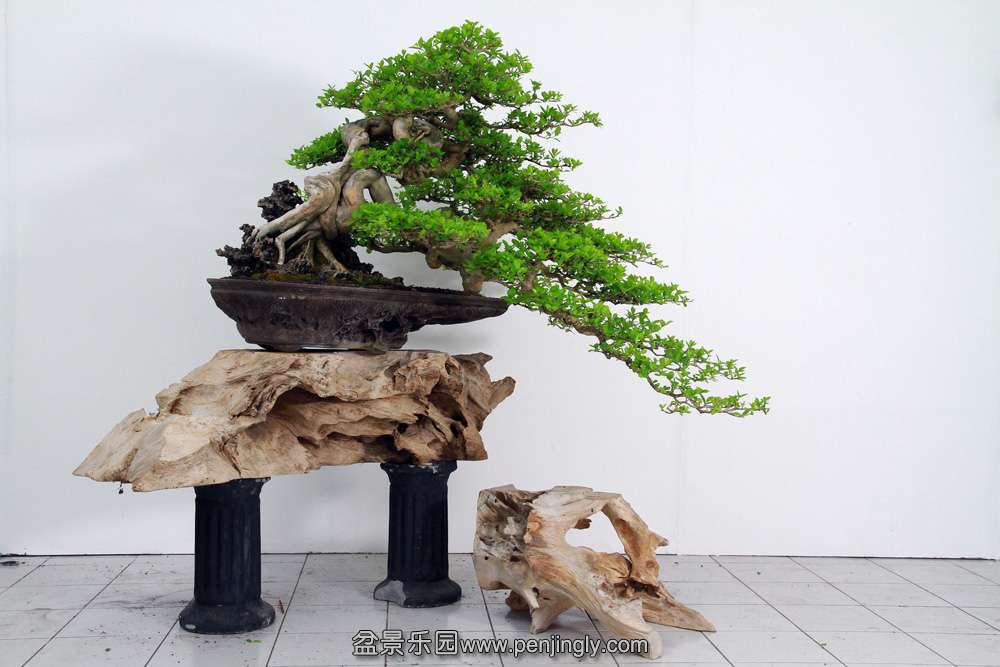 HR_141Bonsai.JPG