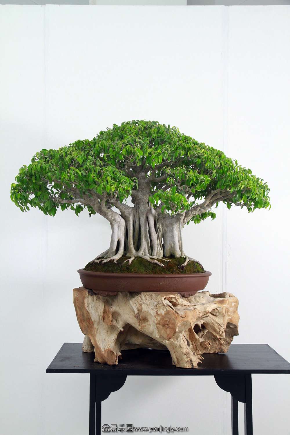 HR_142Bonsai.JPG