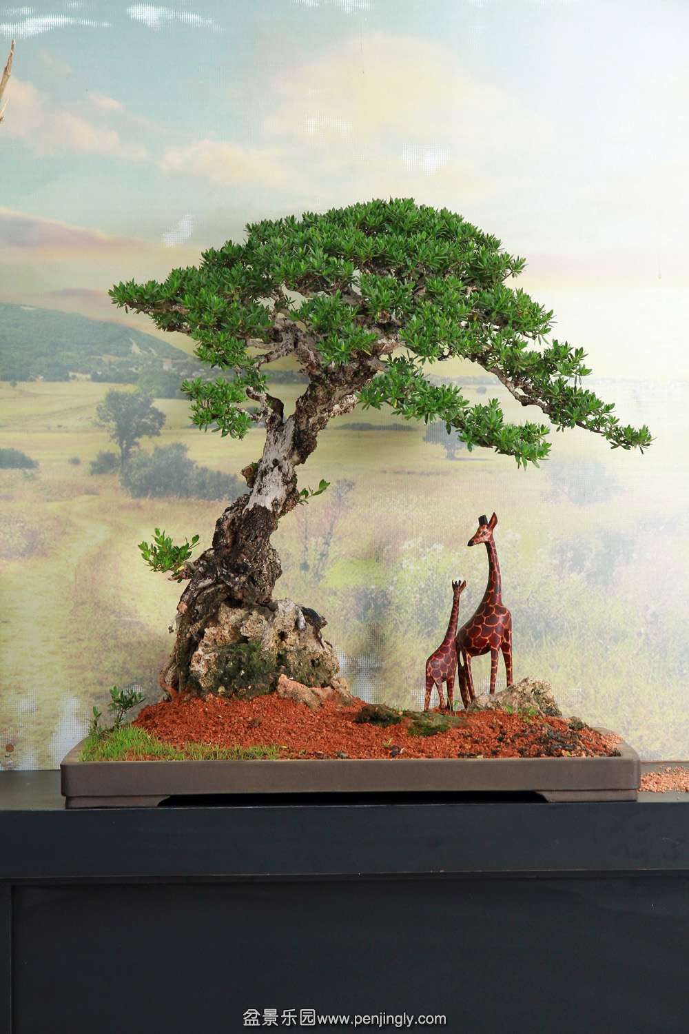 HR_143Bonsai.JPG