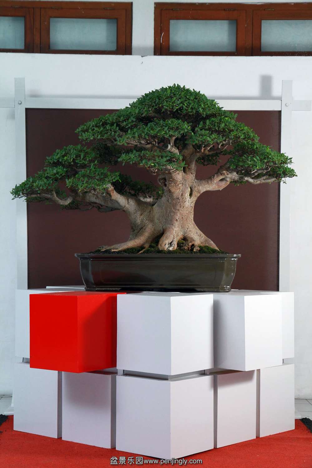 HR_145Bonsai.JPG