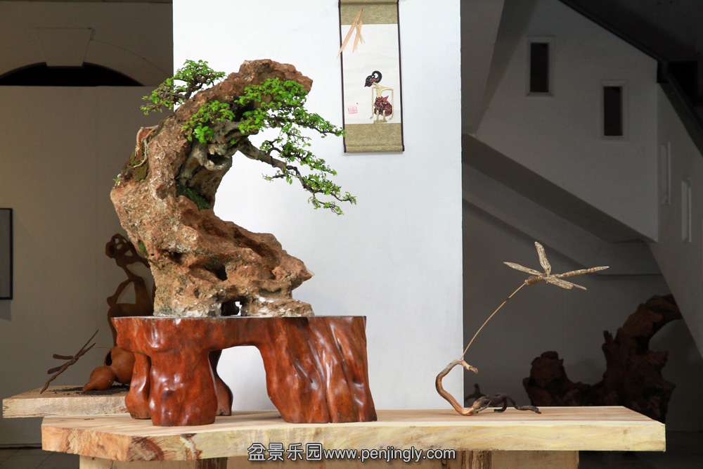 HR_146Bonsai.JPG