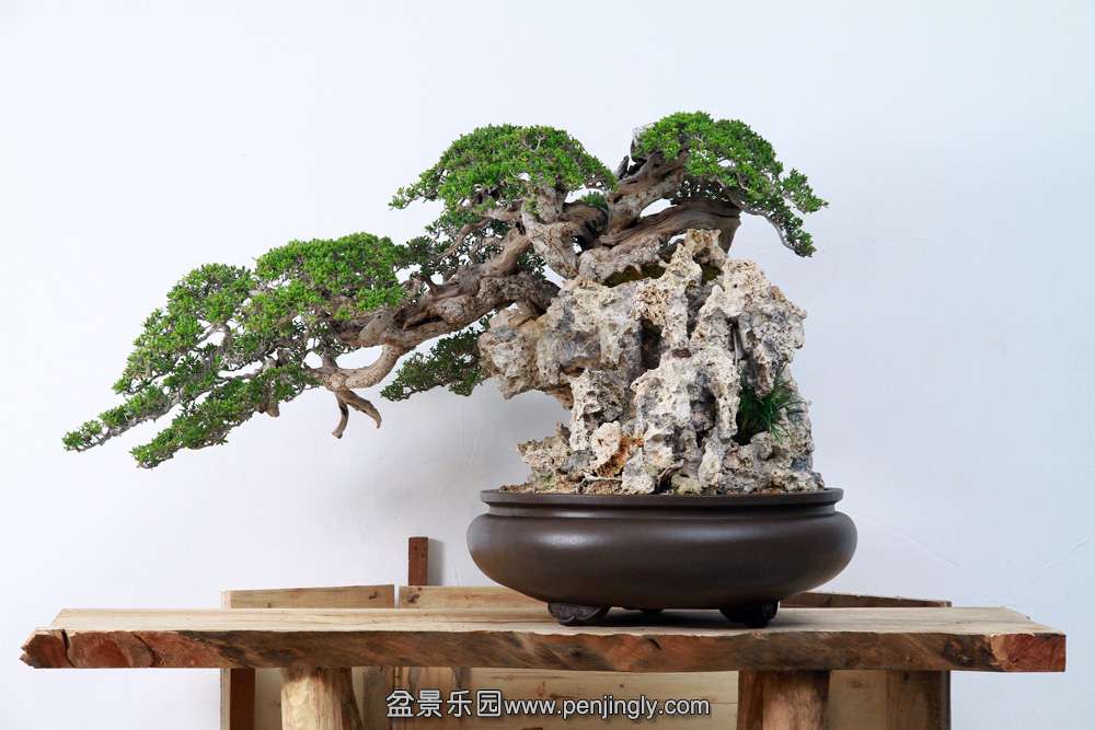 HR_147Bonsai.JPG