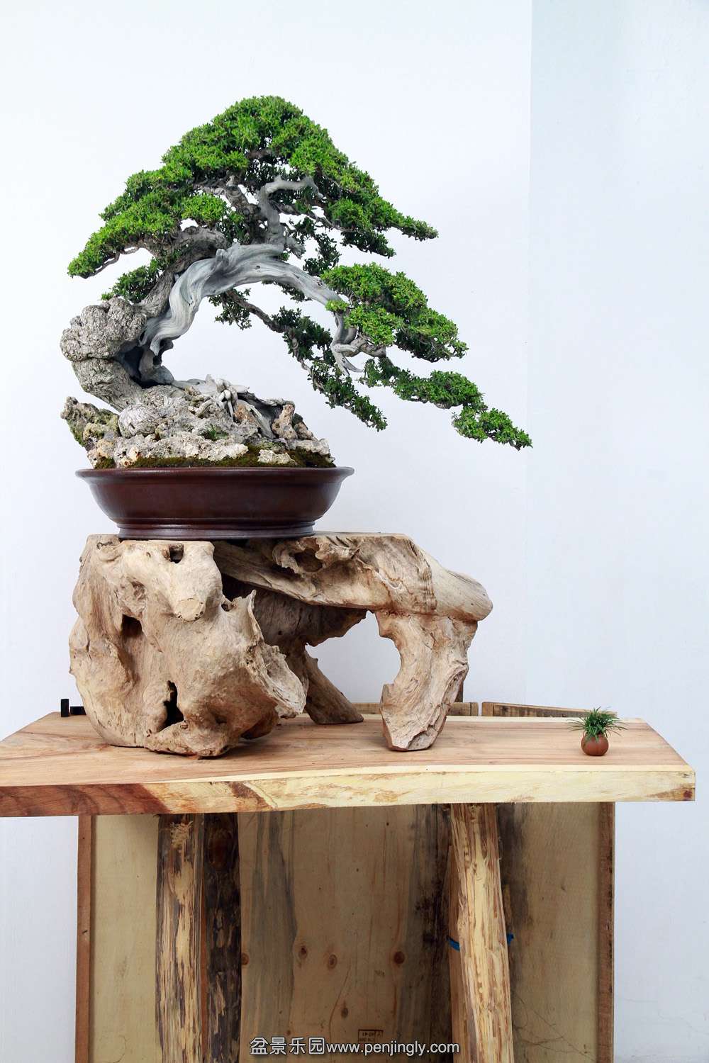 HR_148Bonsai.JPG